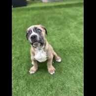 Cane Corso - Both