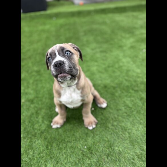 Cane Corso - Both