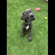 Cane Corso - Both