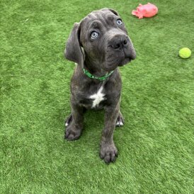 Cane Corso - Both