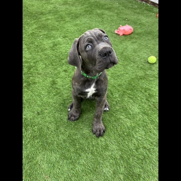 Cane Corso - Both