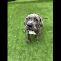 Cane Corso - Both