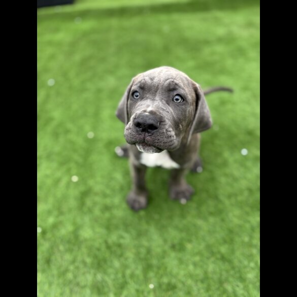 Cane Corso - Both