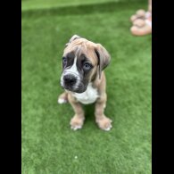 Cane Corso - Both