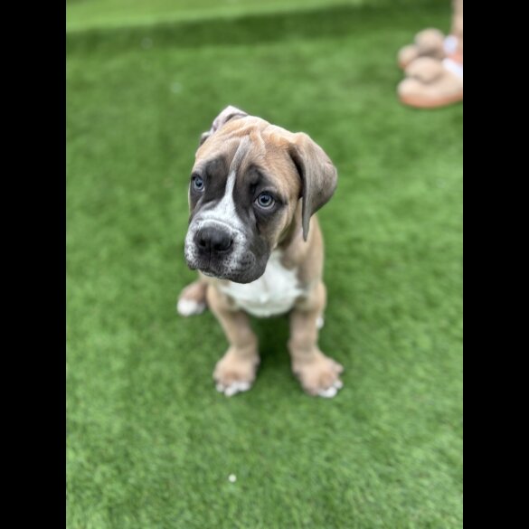 Cane Corso - Both