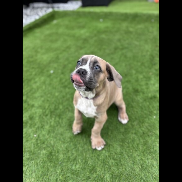 Cane Corso - Both