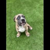 Cane Corso - Both