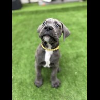 Cane Corso - Both