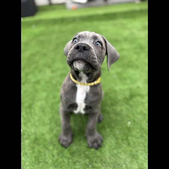Cane Corso - Both