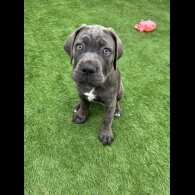 Cane Corso - Both