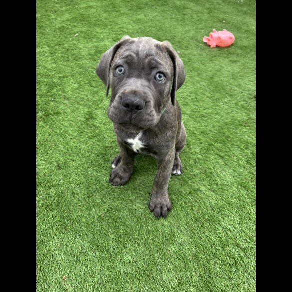 Cane Corso - Both