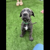 Cane Corso - Both