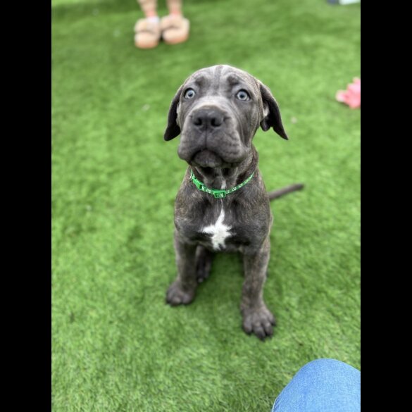 Cane Corso - Both