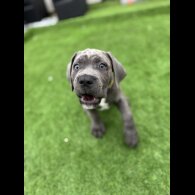 Cane Corso - Both