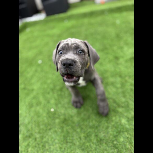 Cane Corso - Both