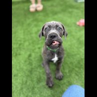 Cane Corso - Both