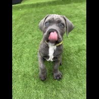 Cane Corso - Both