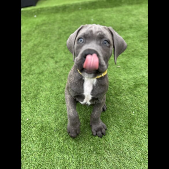 Cane Corso - Both