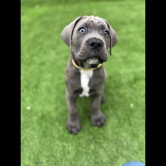 Cane Corso - Both