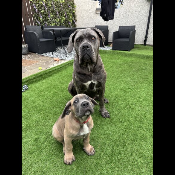 Cane Corso - Both