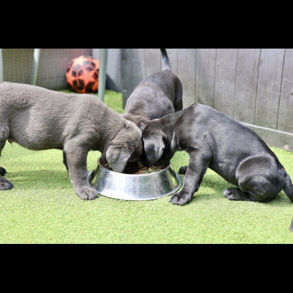 Cane Corso - Both