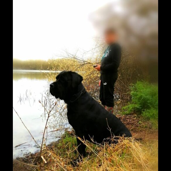 Cane Corso - Both