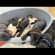 Cane Corso - Both
