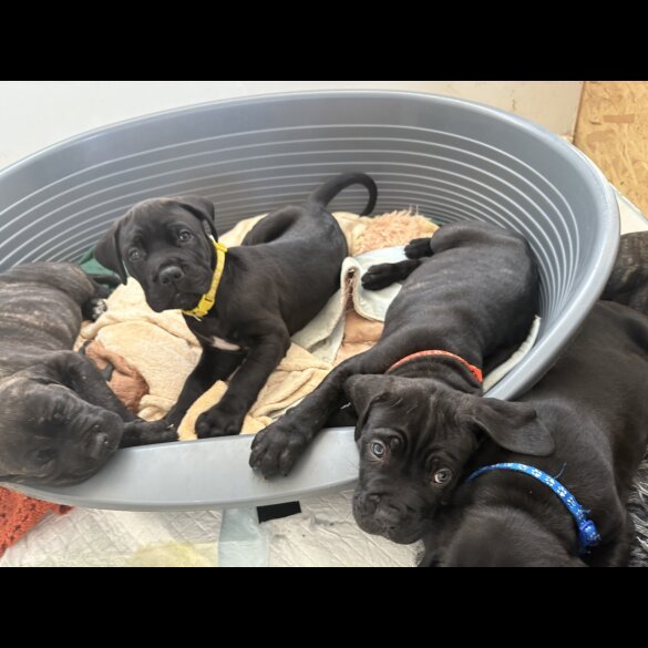 Cane Corso - Both
