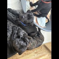 Cane Corso - Both
