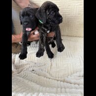 Cane Corso - Both