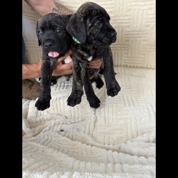 Cane Corso - Both