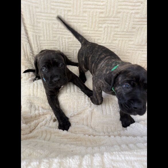 Cane Corso - Both