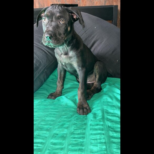 Cane Corso - Bitches