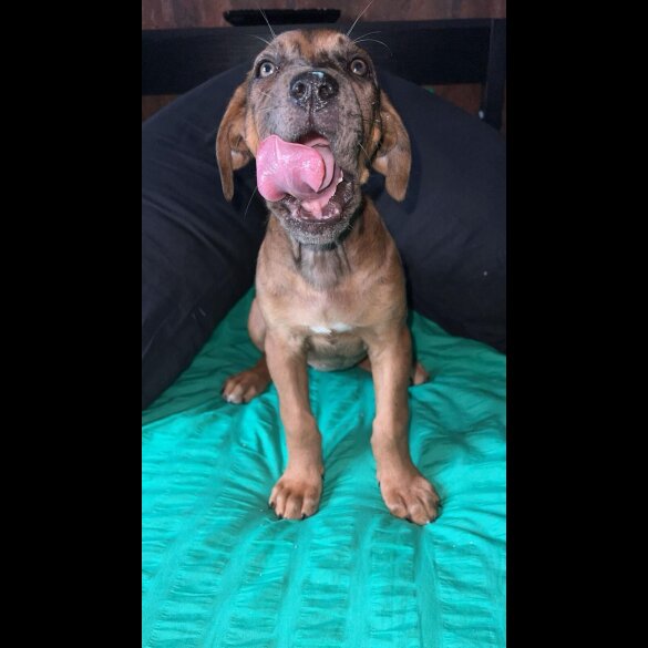 Cane Corso - Bitches