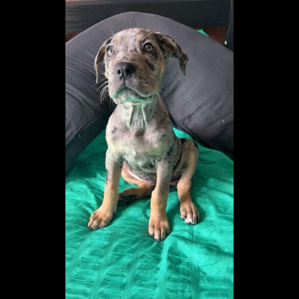 Cane Corso - Bitches