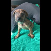 Cane Corso - Bitches