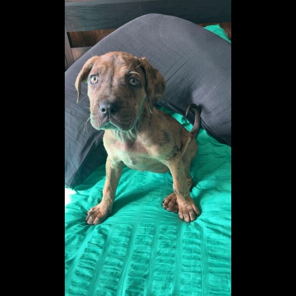 Cane Corso - Bitches