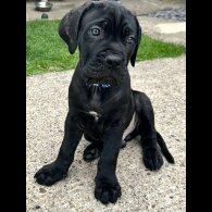 Cane Corso - Both
