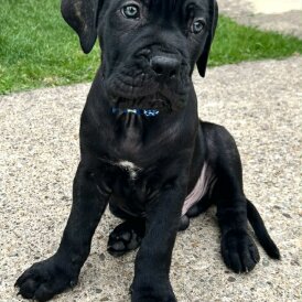 Cane Corso - Both