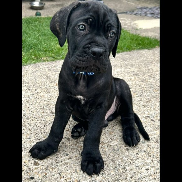 Cane Corso - Both