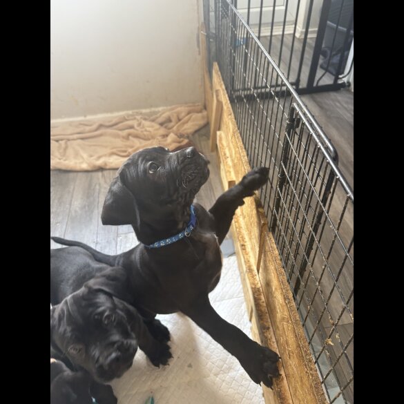 Cane Corso - Both
