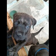 Cane Corso - Both