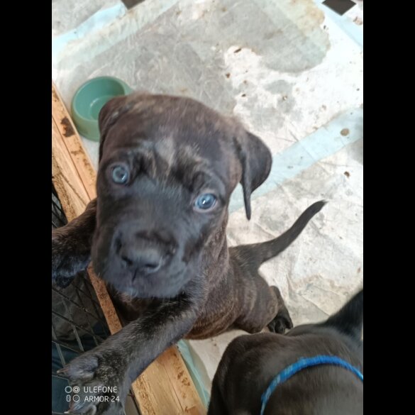 Cane Corso - Both