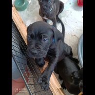 Cane Corso - Both