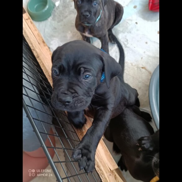 Cane Corso - Both