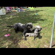 Cane Corso - Both