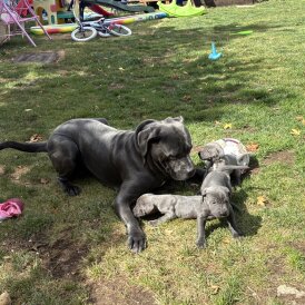Cane Corso - Both