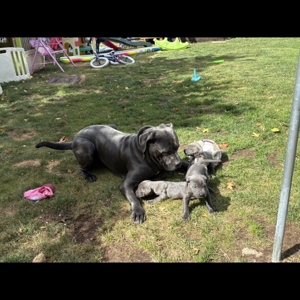 Cane Corso - Both