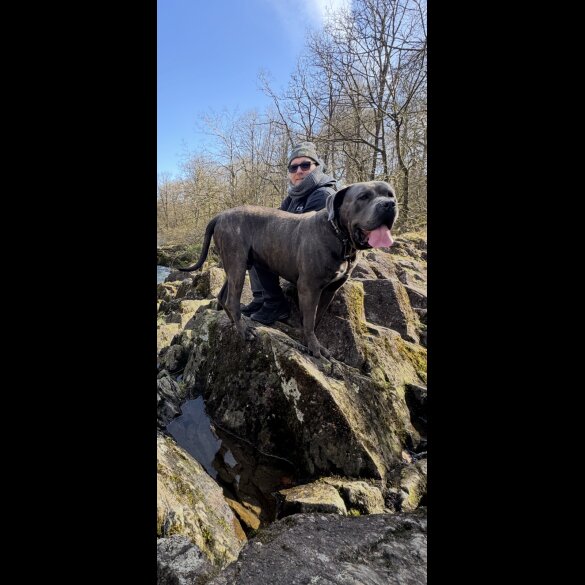 Cane Corso - Both