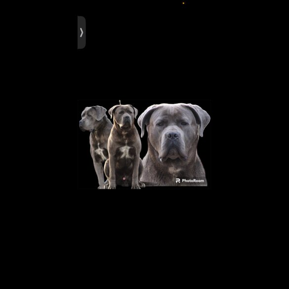 Cane Corso - Both